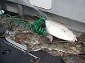 The Catch